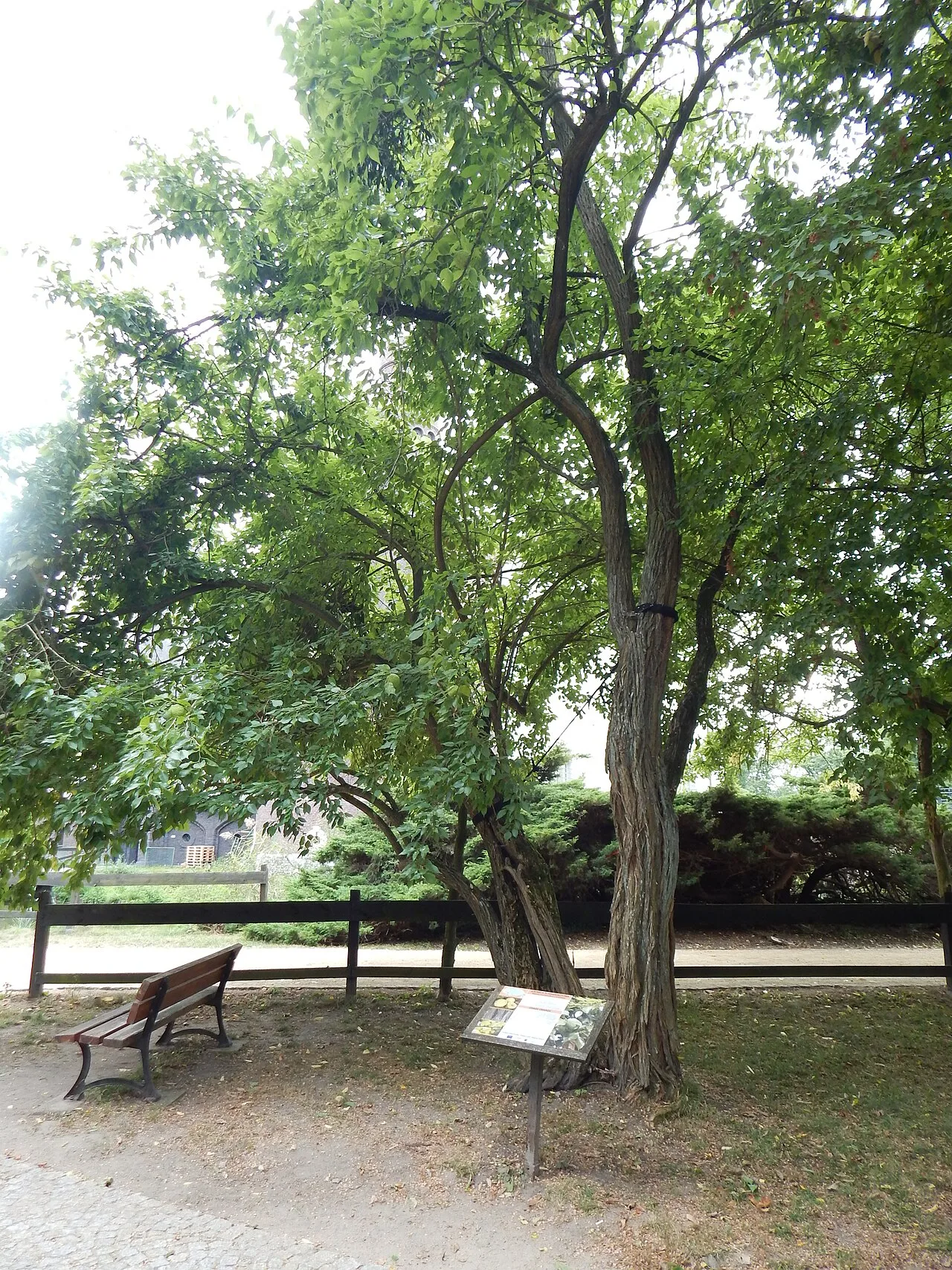 Maclura pomifera
