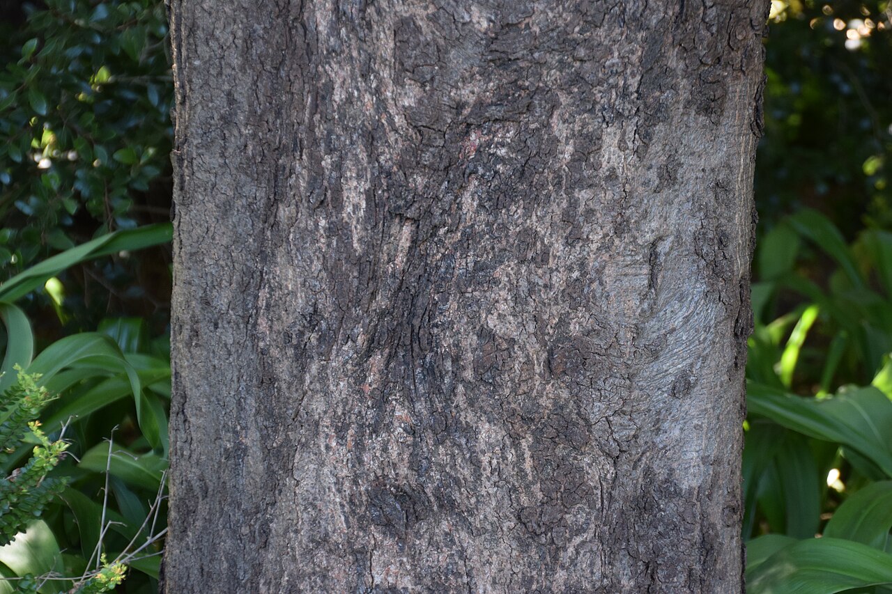 Nothofagus fusca