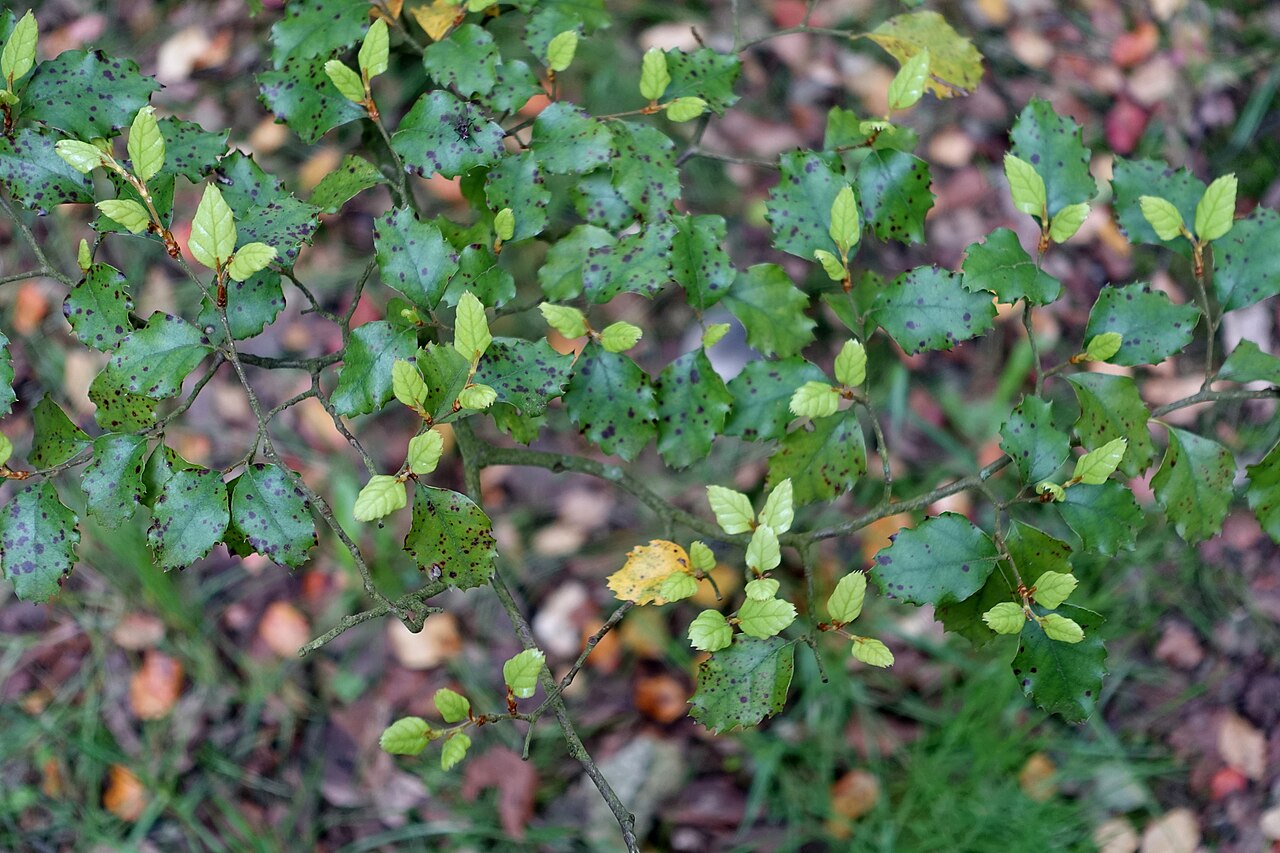 Nothofagus fusca