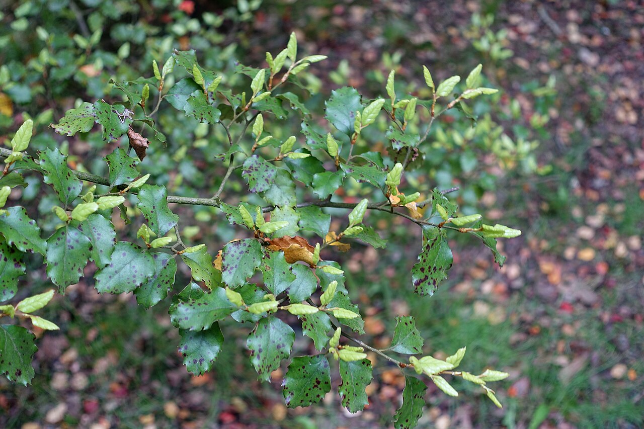 Nothofagus fusca