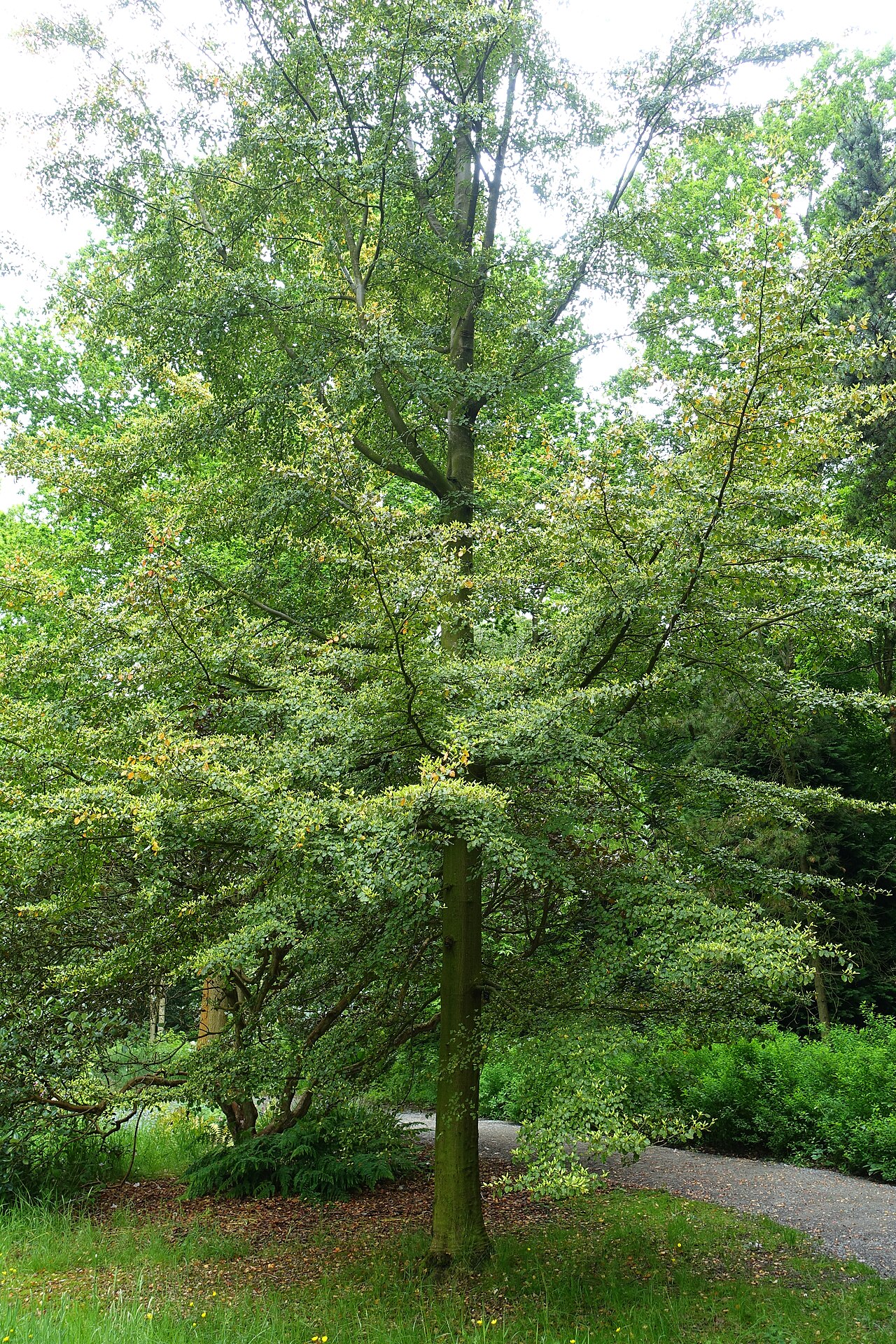 Nothofagus fusca