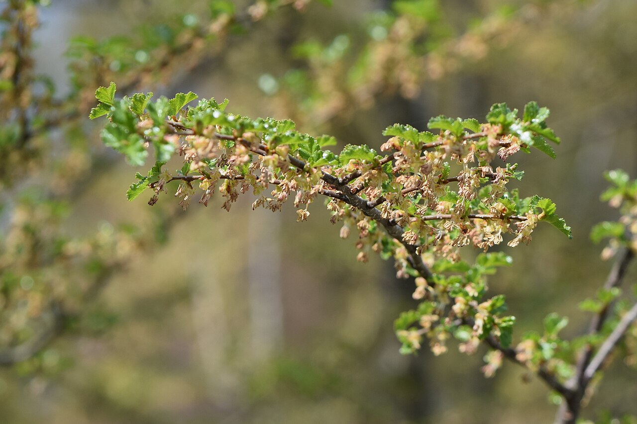 Nothofagus