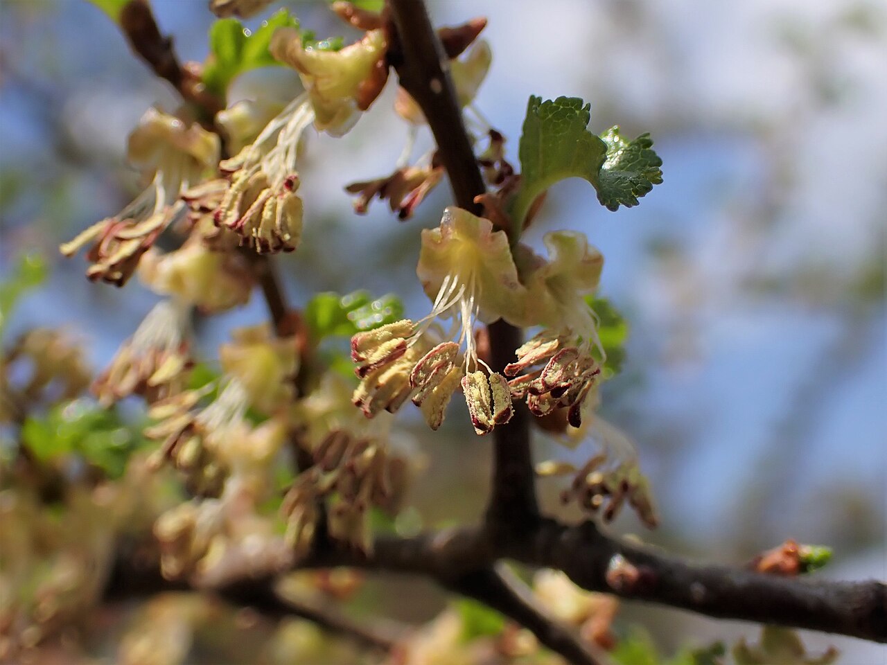 Nothofagus