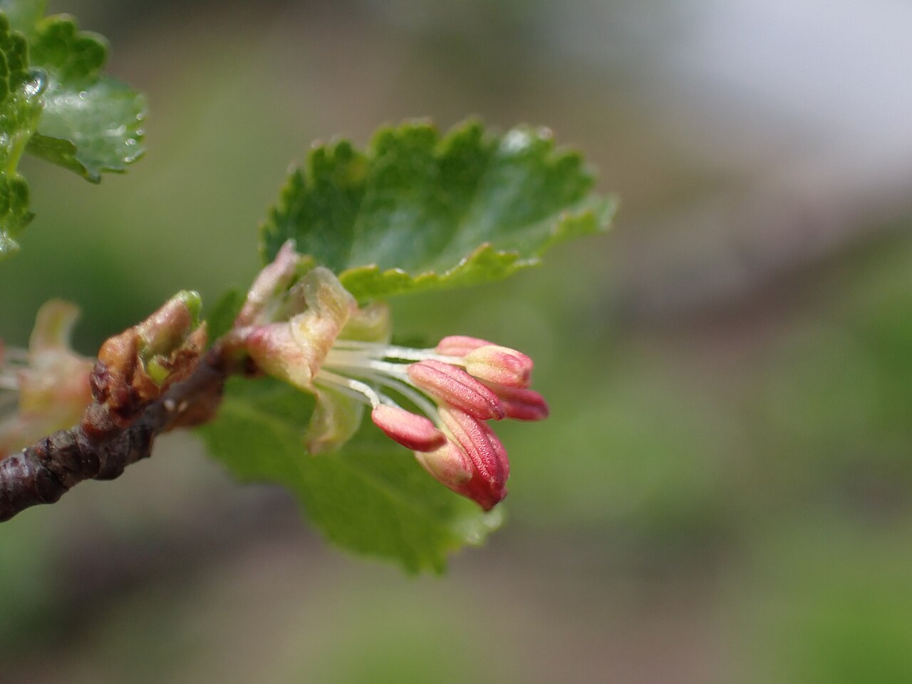 Nothofagus