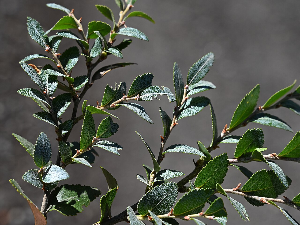 Nothofagus