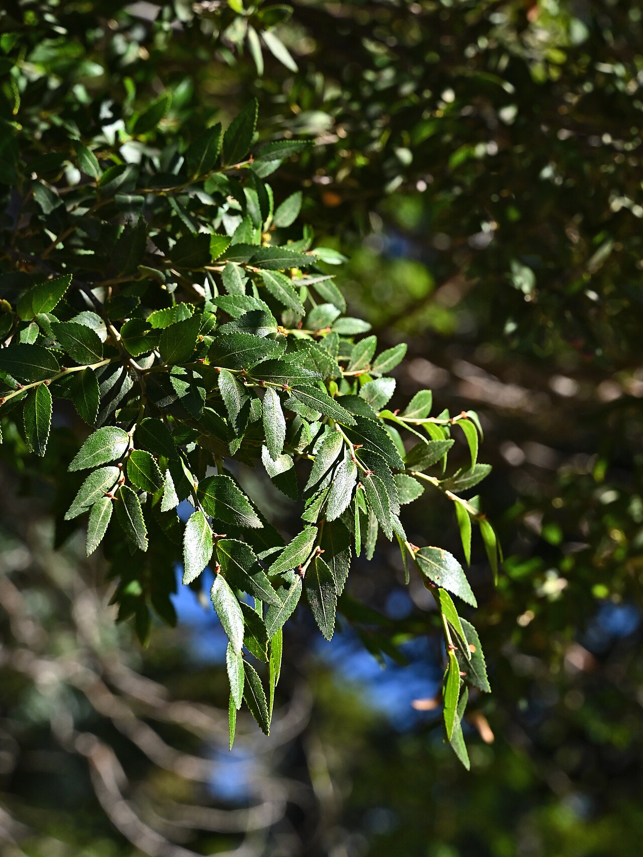 Nothofagus