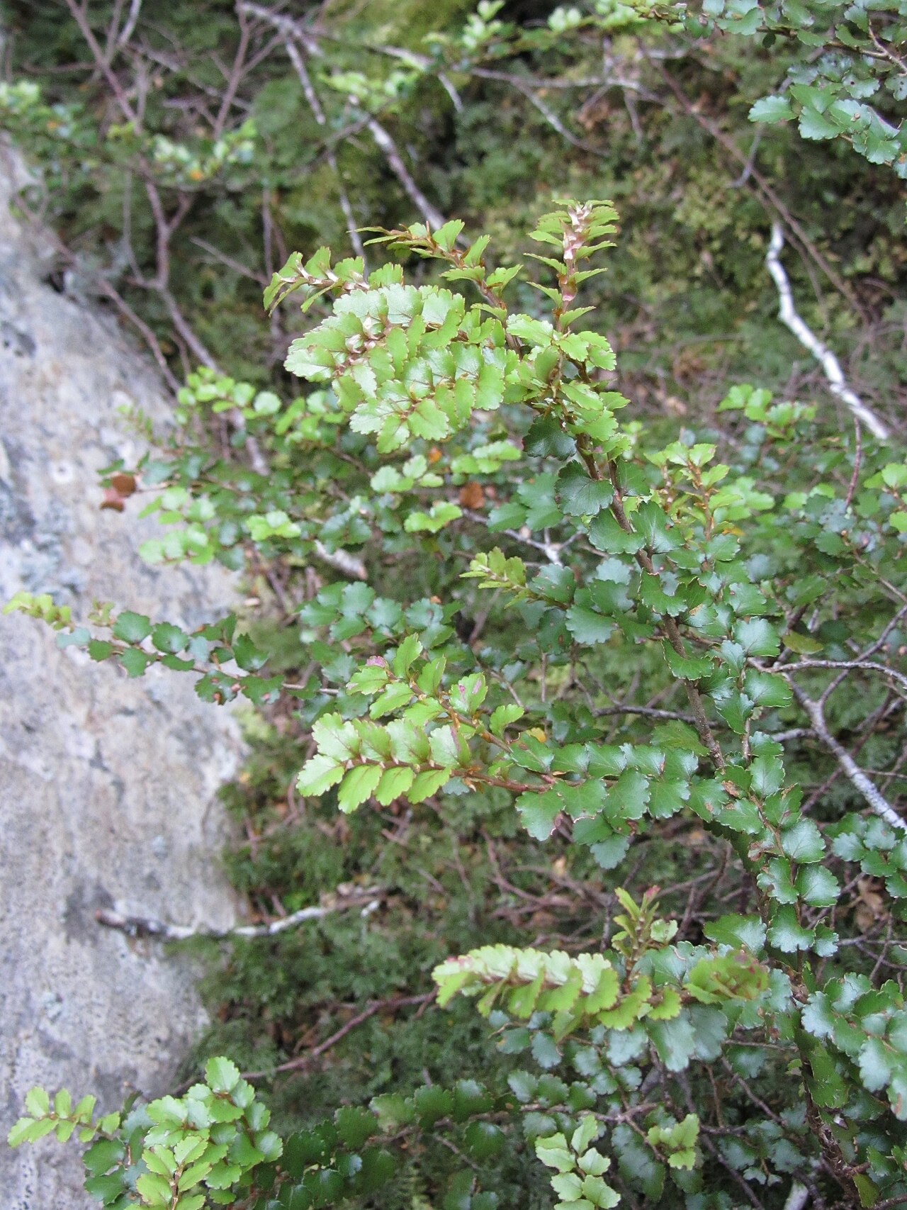 Nothofagus menziesii