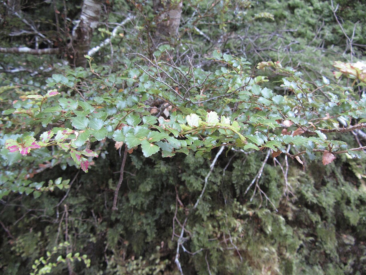 Nothofagus menziesii