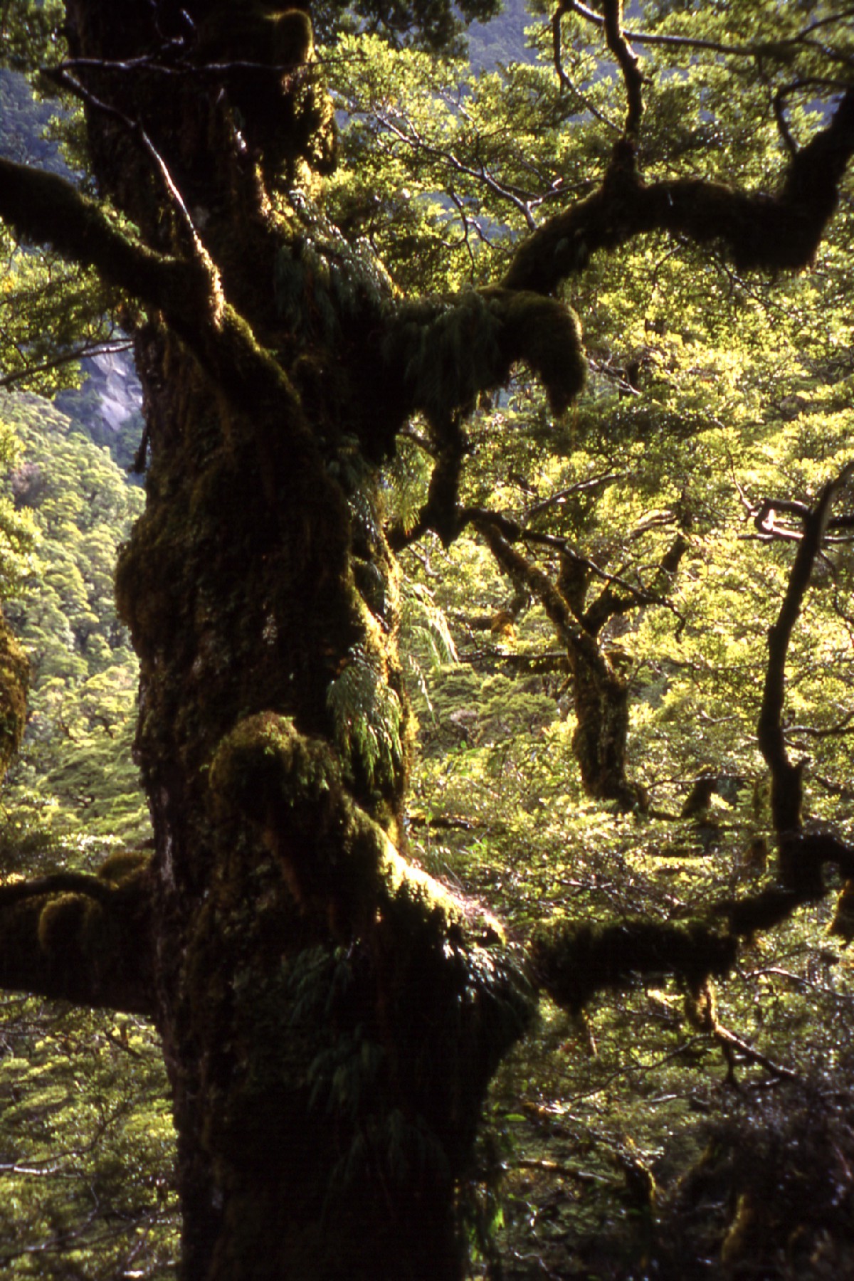 Nothofagus menziesii
