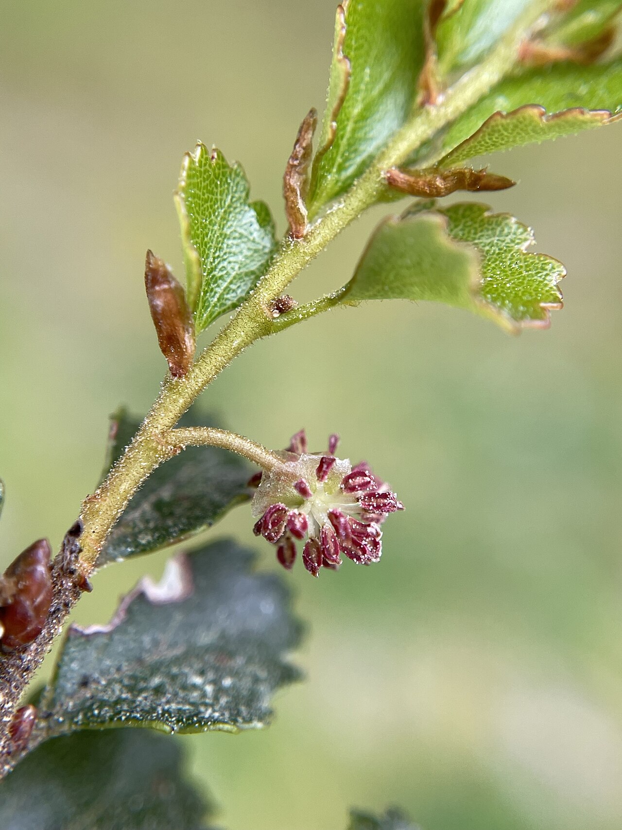 Nothofagus menziesii
