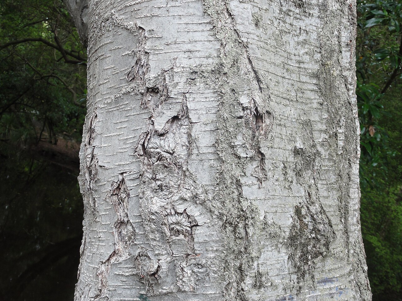 Nothofagus menziesii