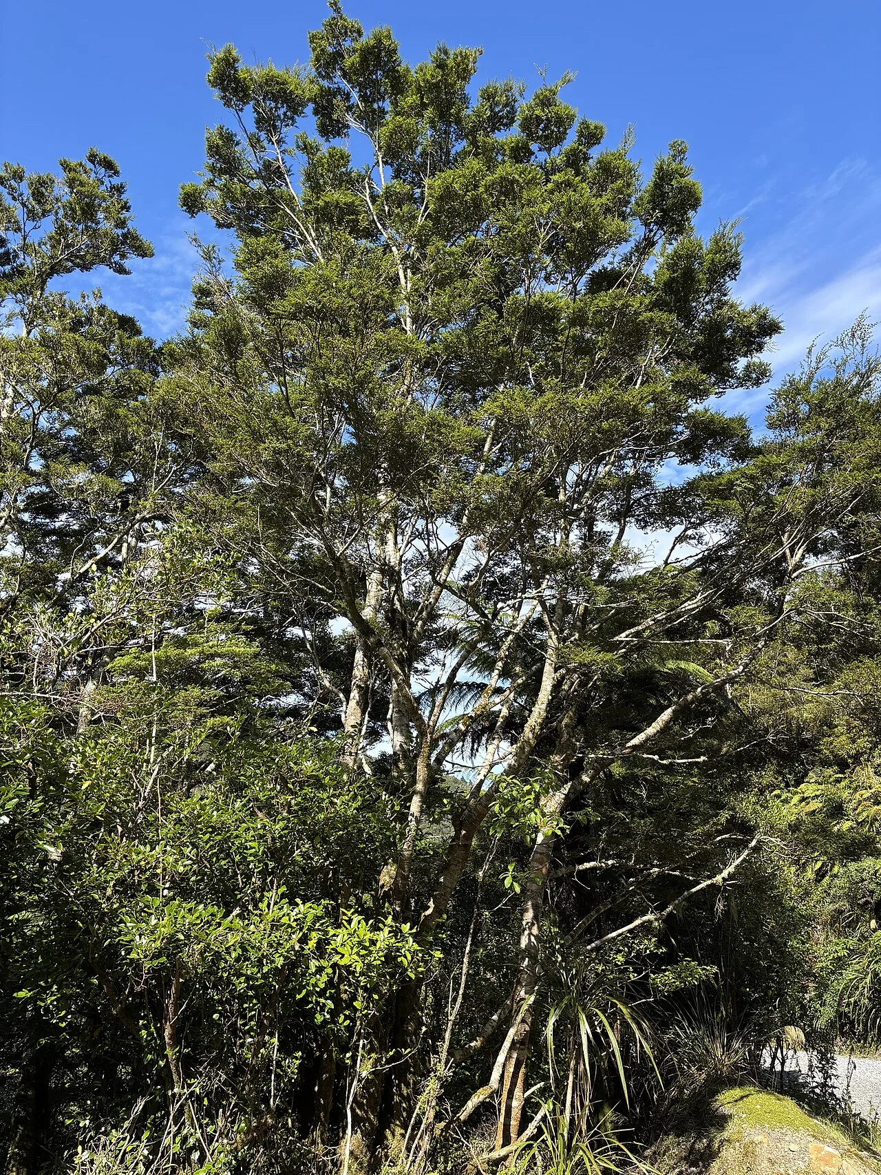 Nothofagus menziesii