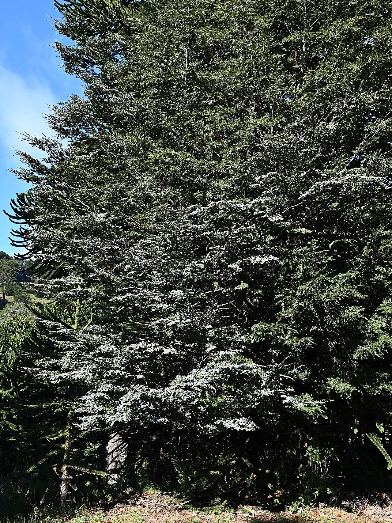 Nothofagus