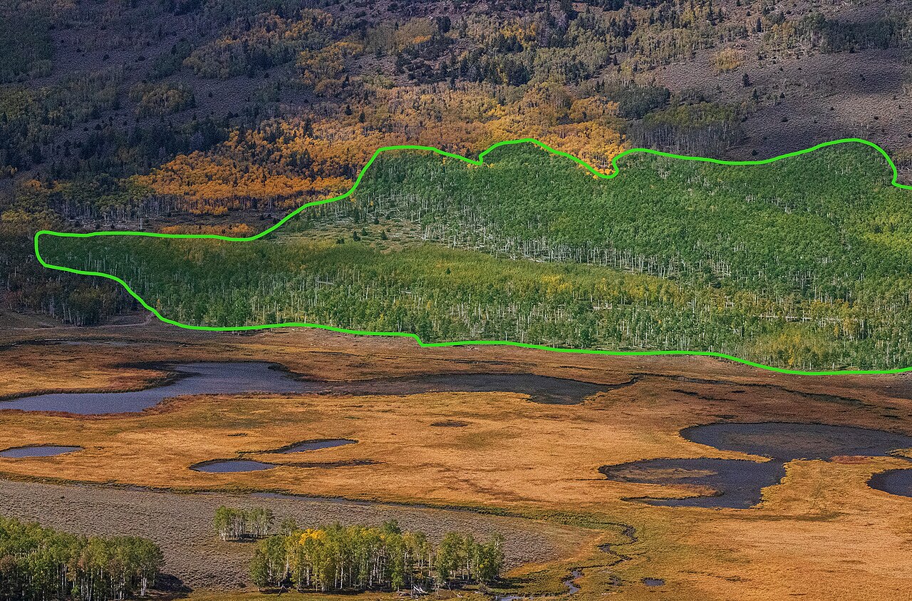 Pando (tree)