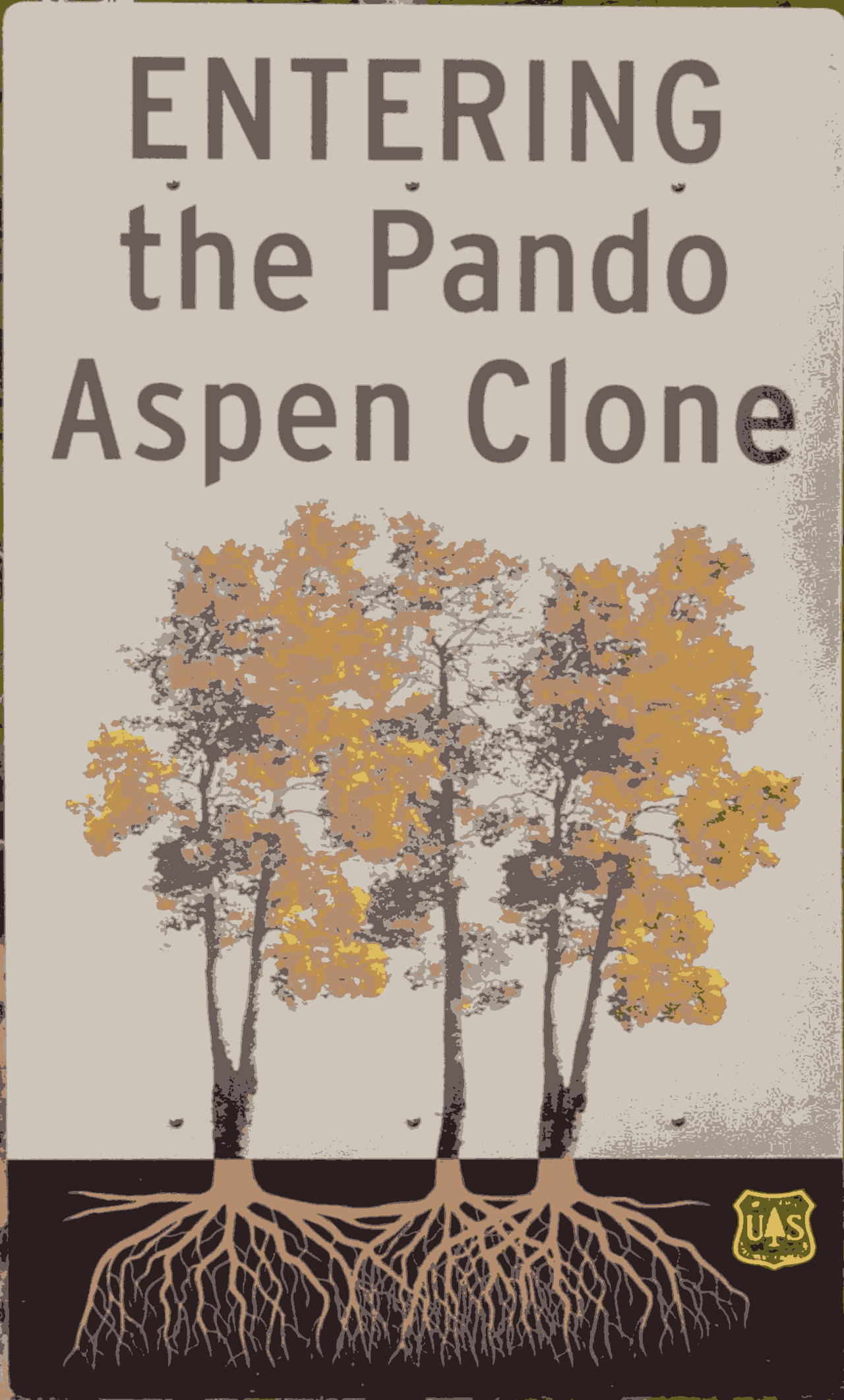 Pando (tree)