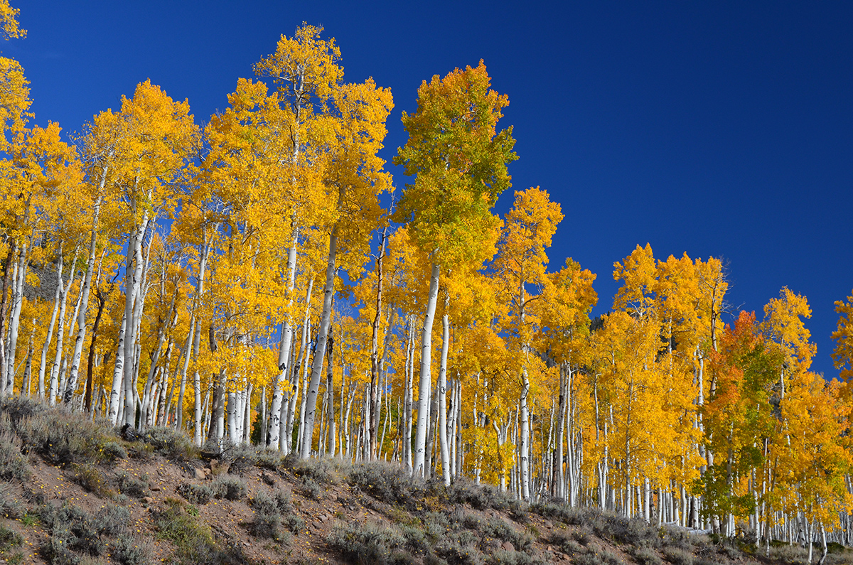Pando (tree)