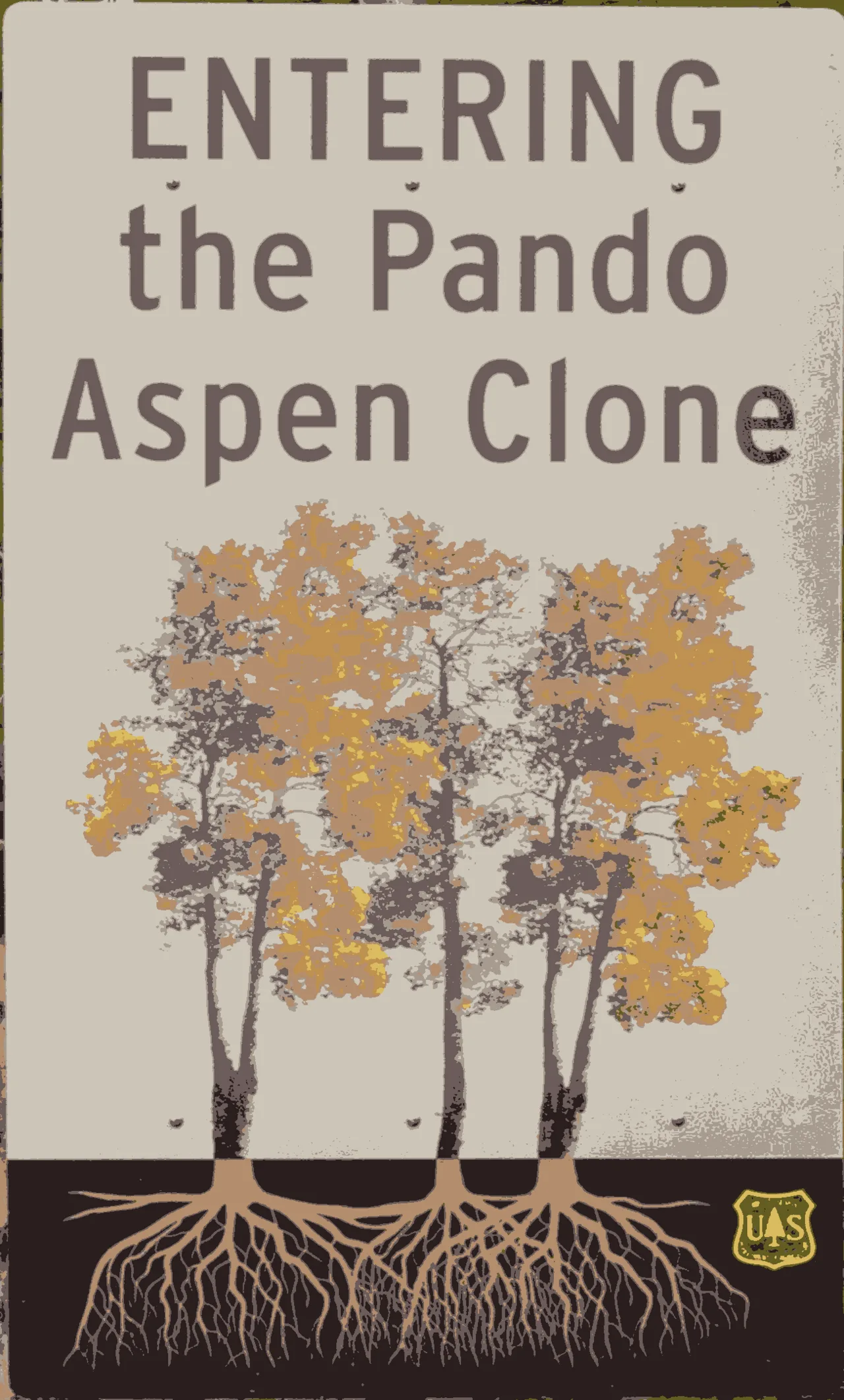 Pando (tree)