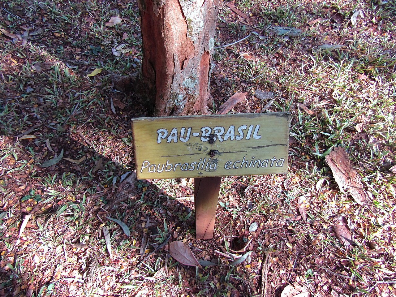 Paubrasilia