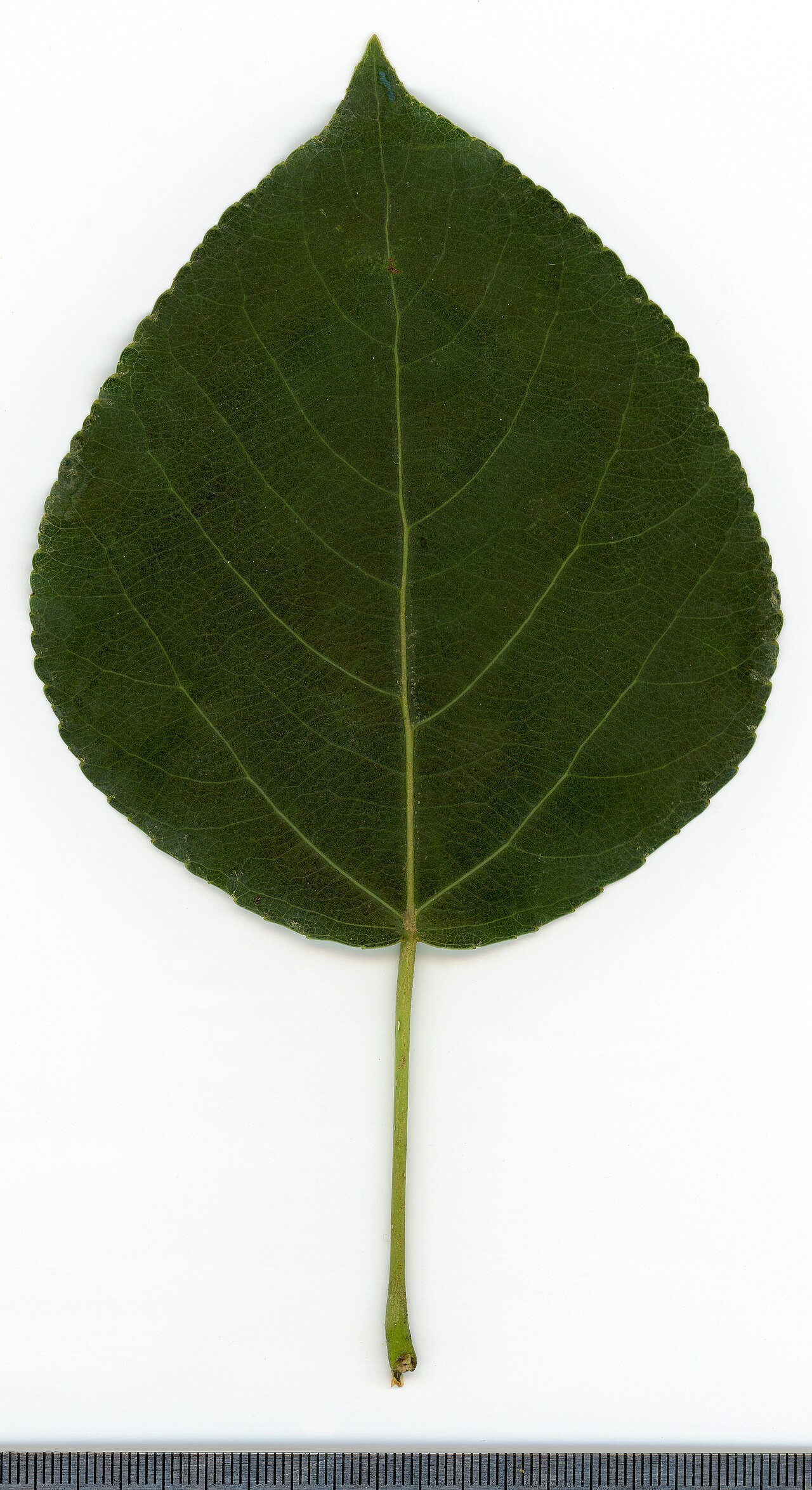 Populus