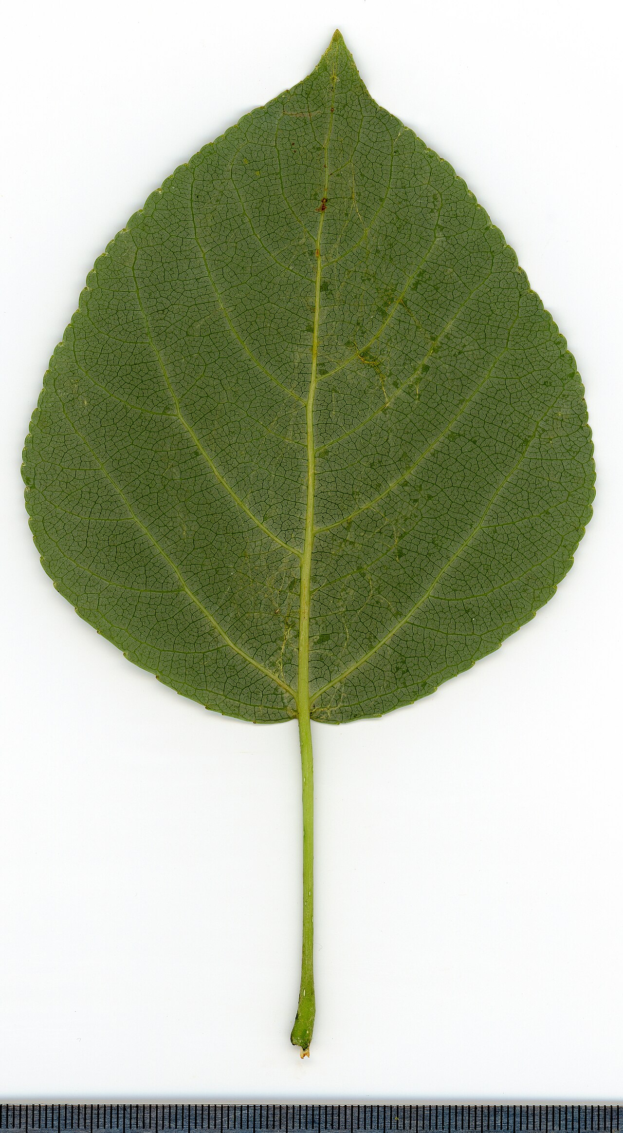 Populus
