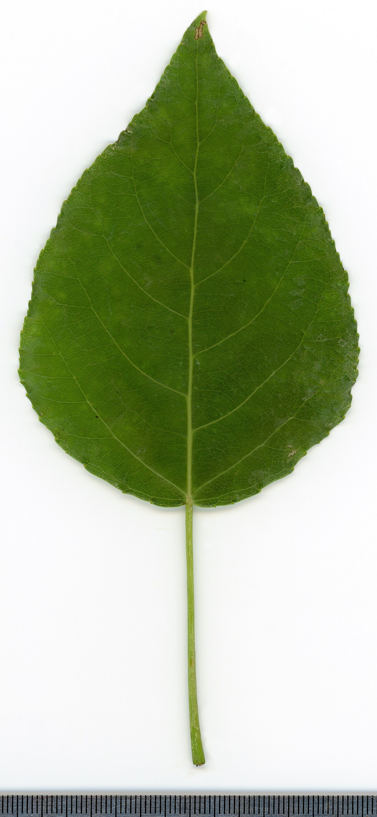 Populus