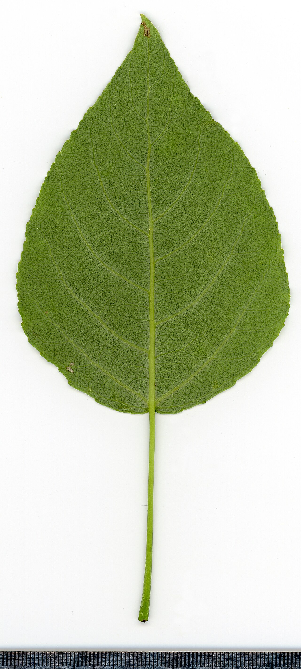 Populus