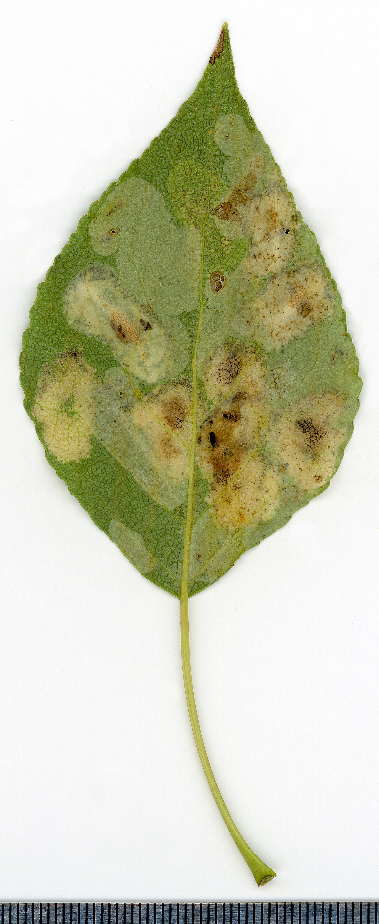 Populus