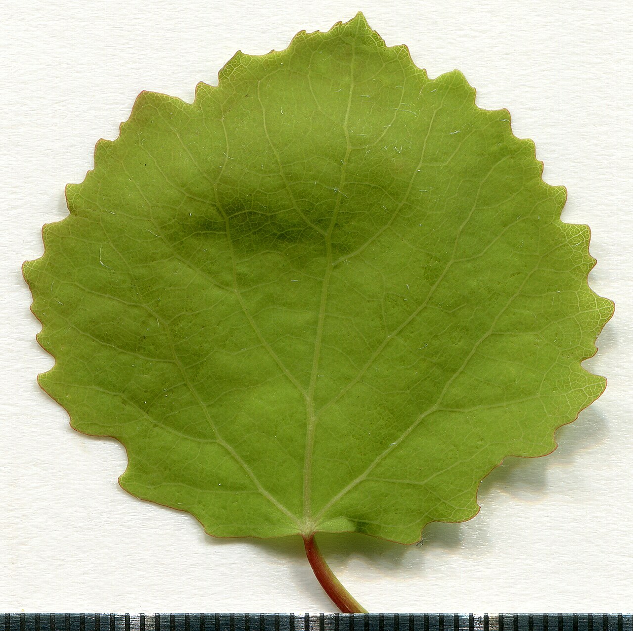 Populus tremula