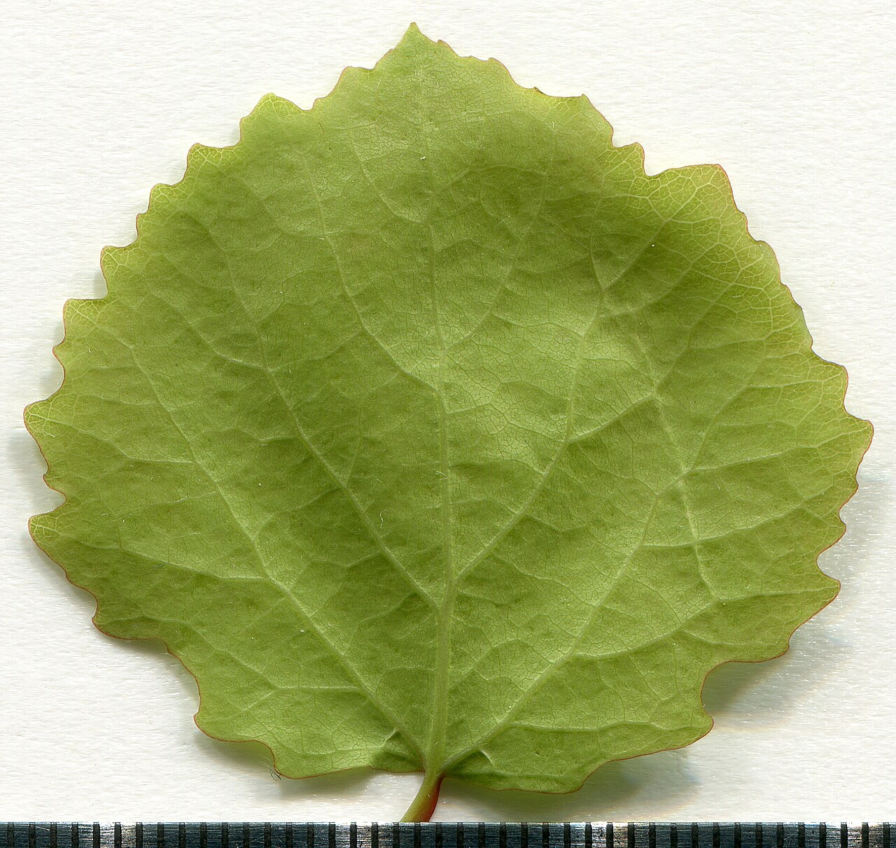 Populus tremula