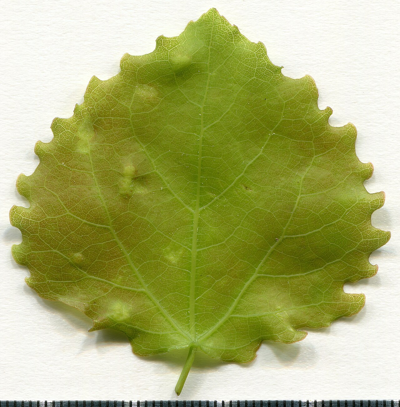 Populus tremula