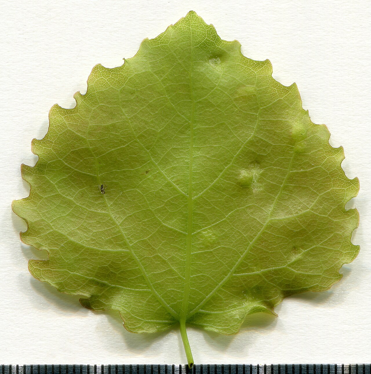 Populus tremula