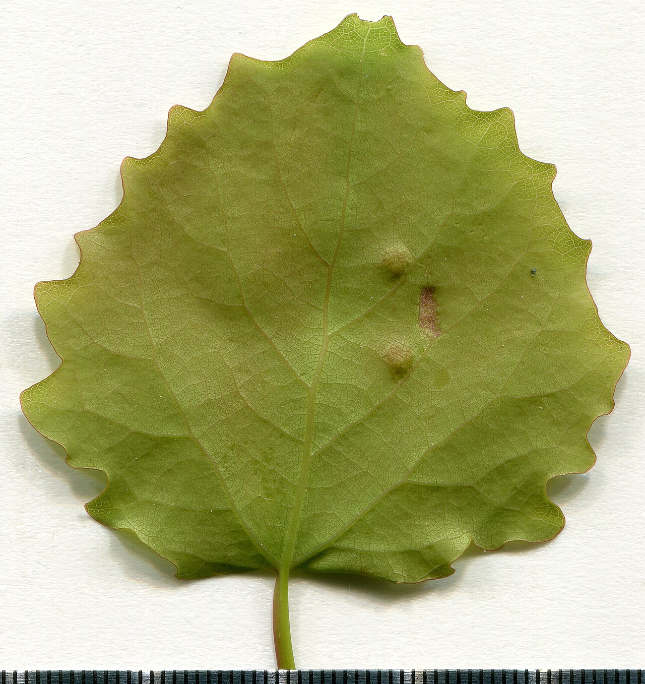 Populus tremula
