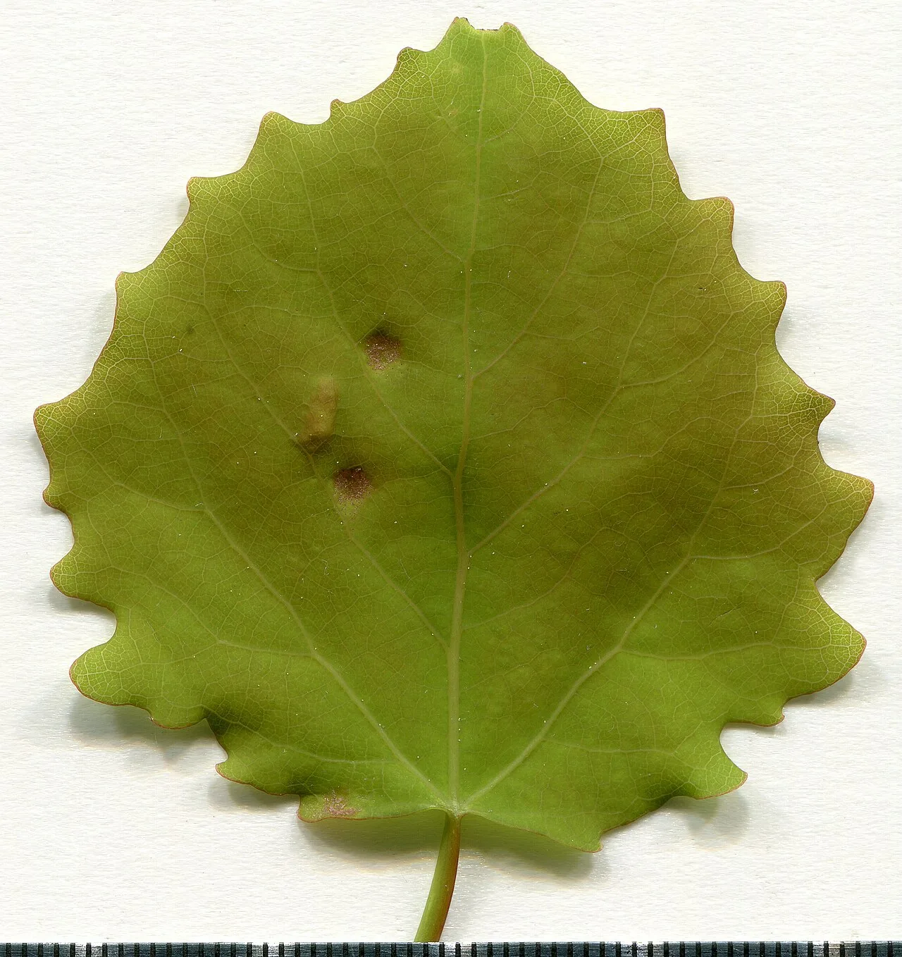 Populus tremula