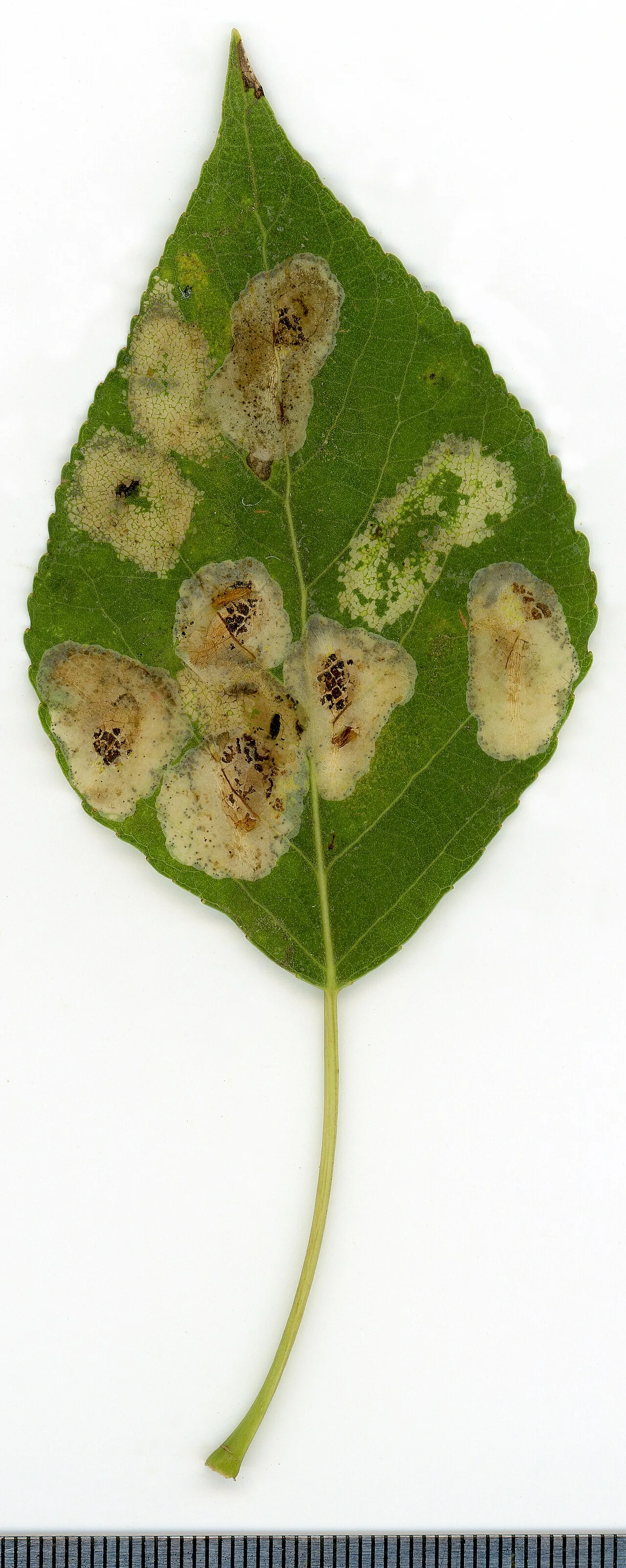 Populus