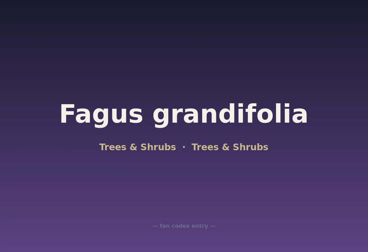 Fagus grandifolia