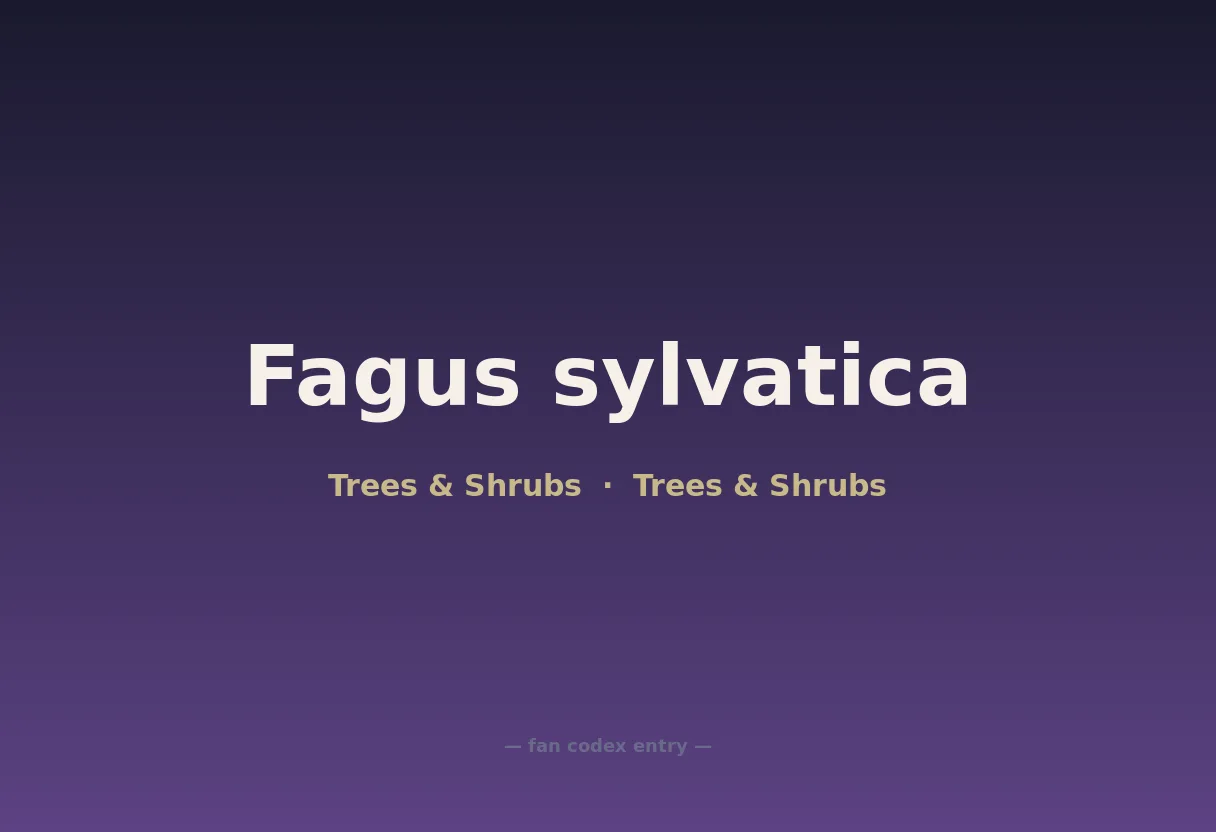 Fagus sylvatica