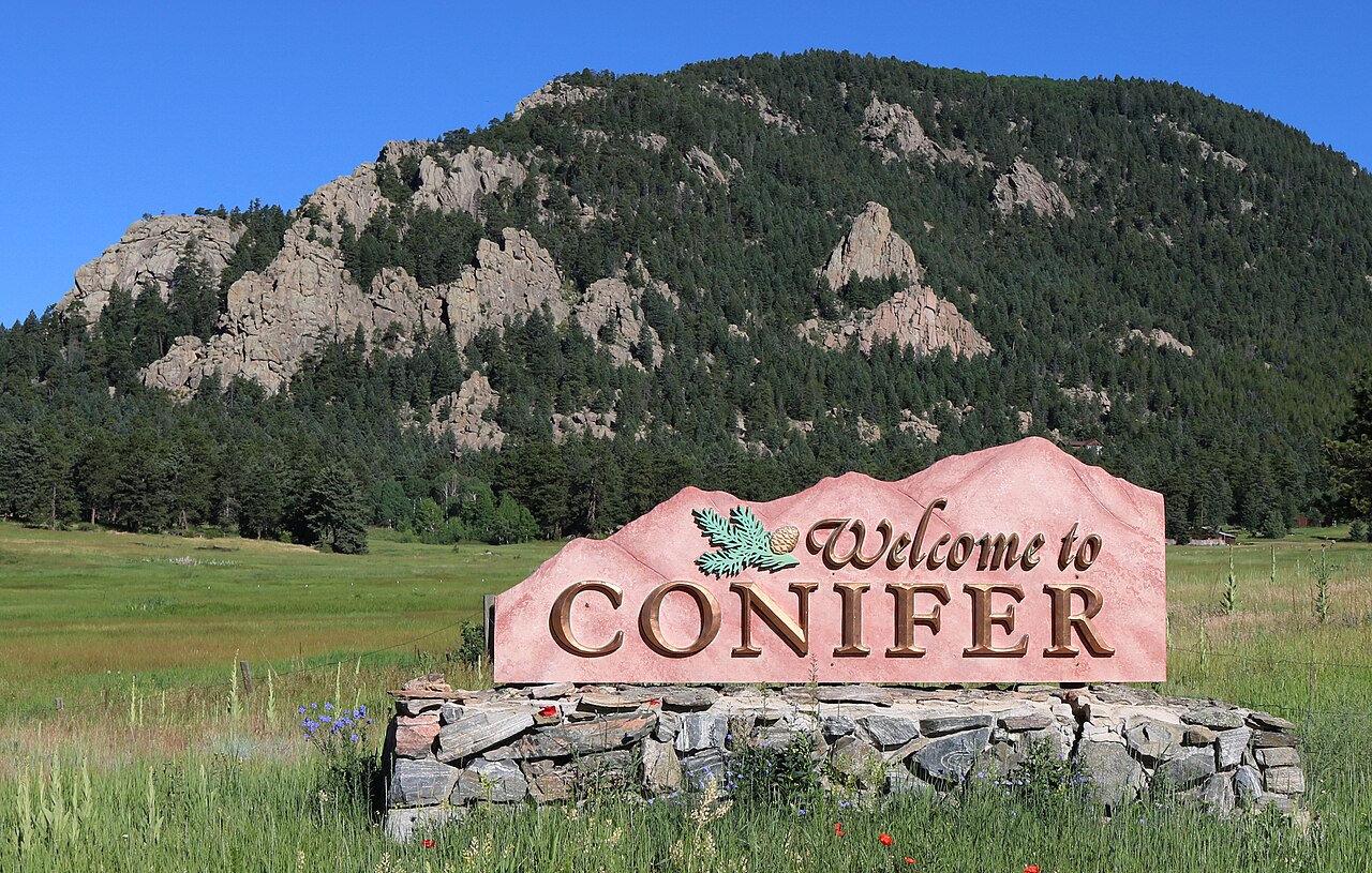 Conifer
