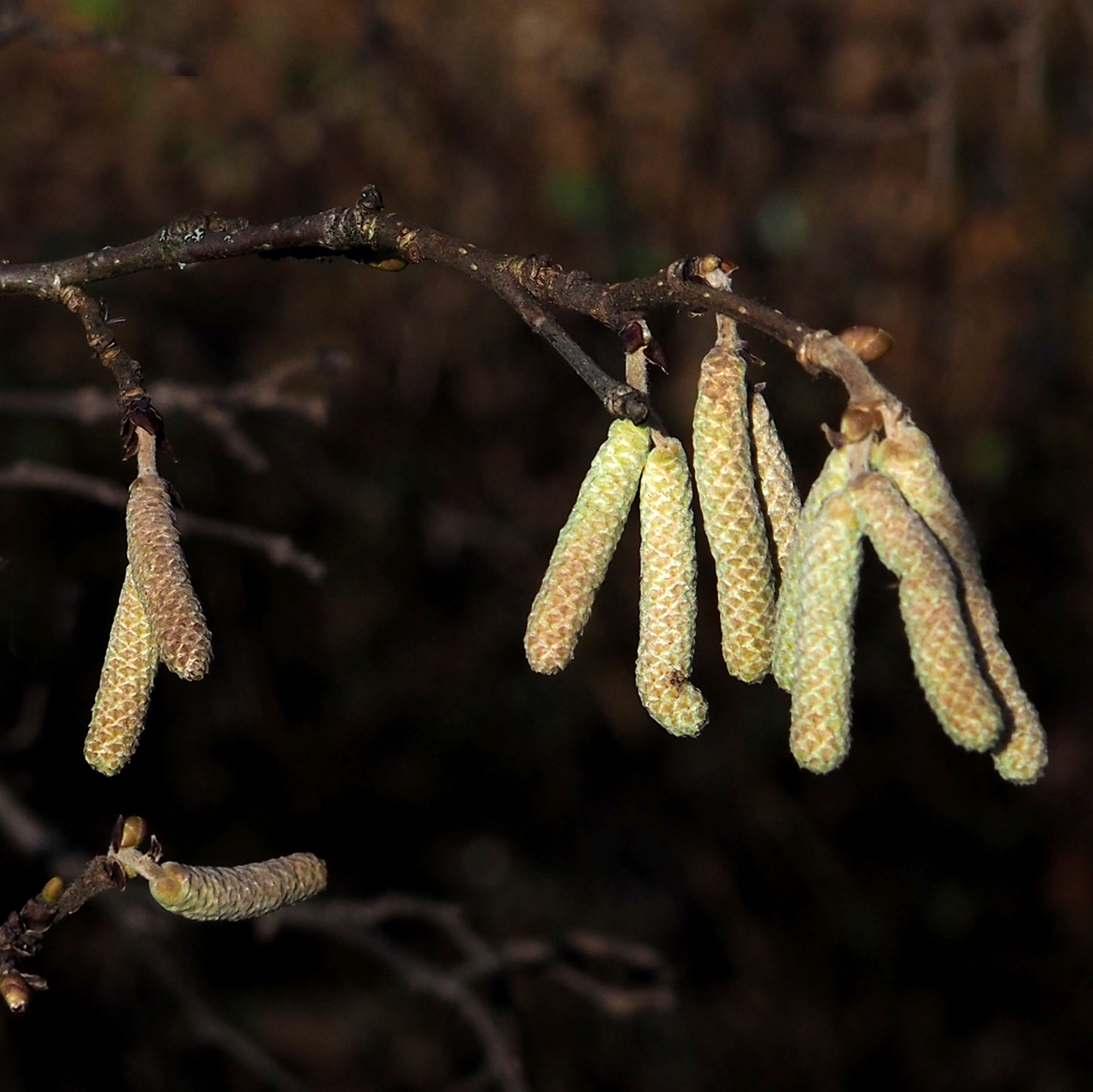 Corylus maxima