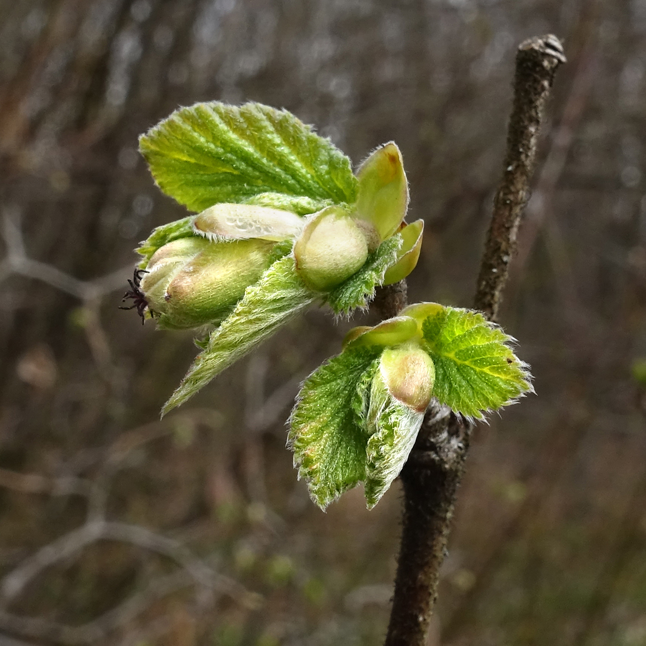 Corylus maxima