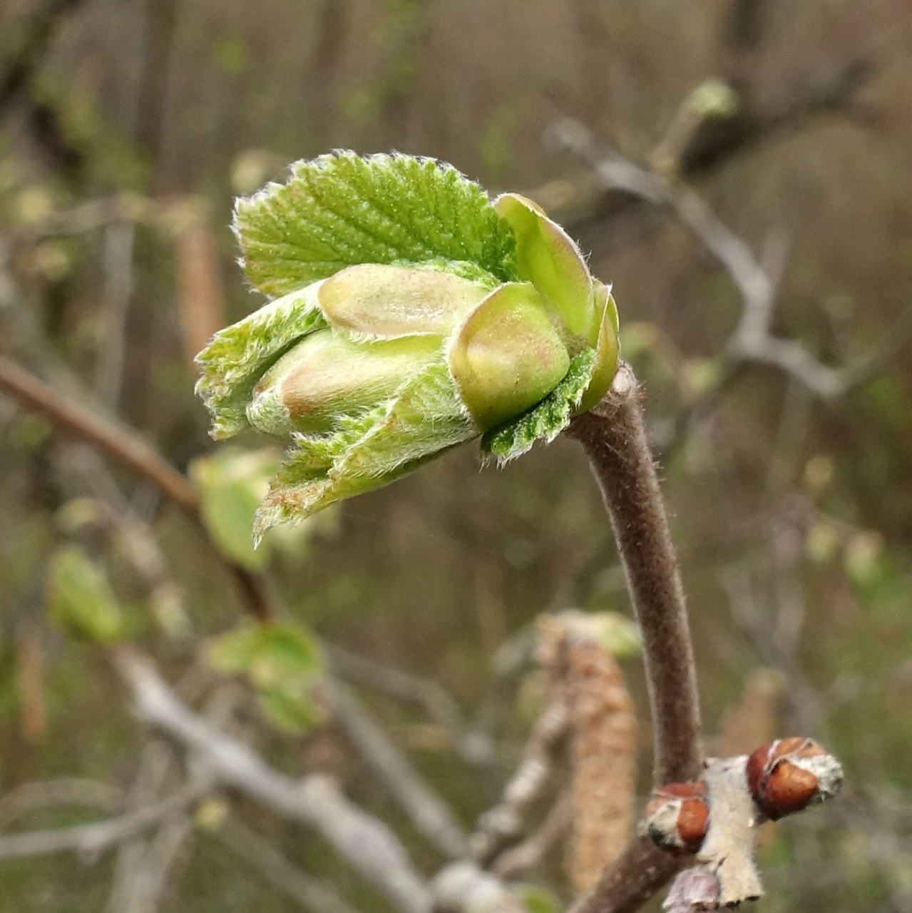 Corylus maxima