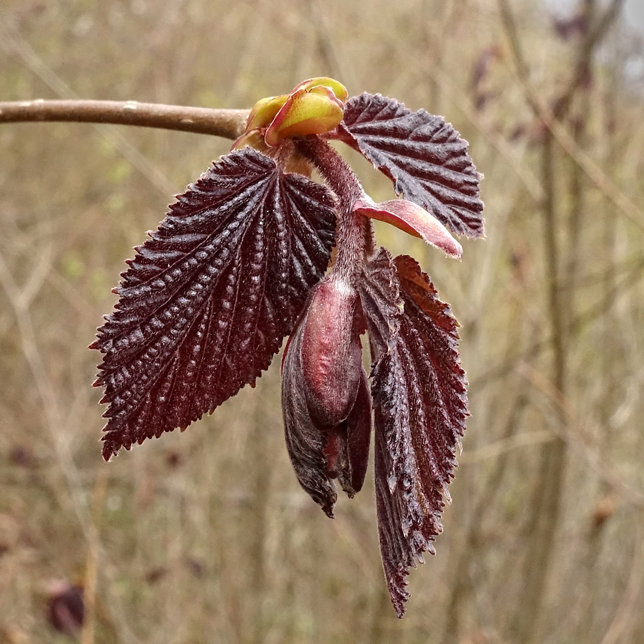 Corylus maxima