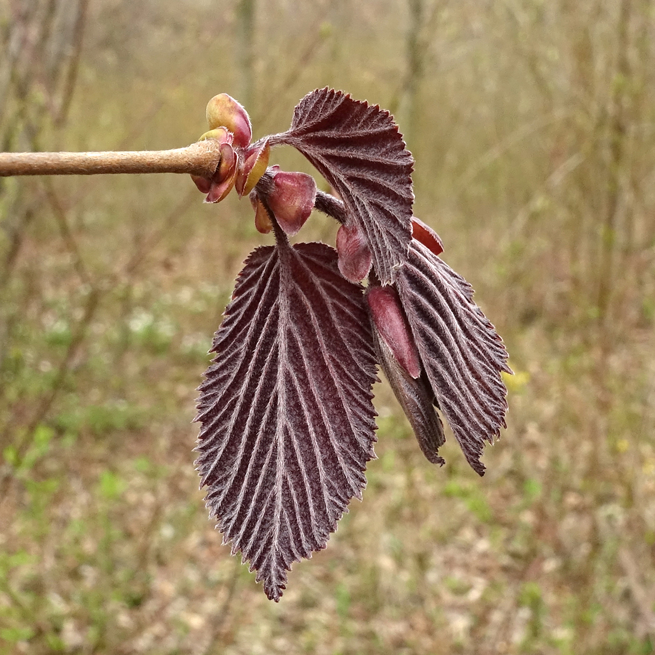 Corylus maxima