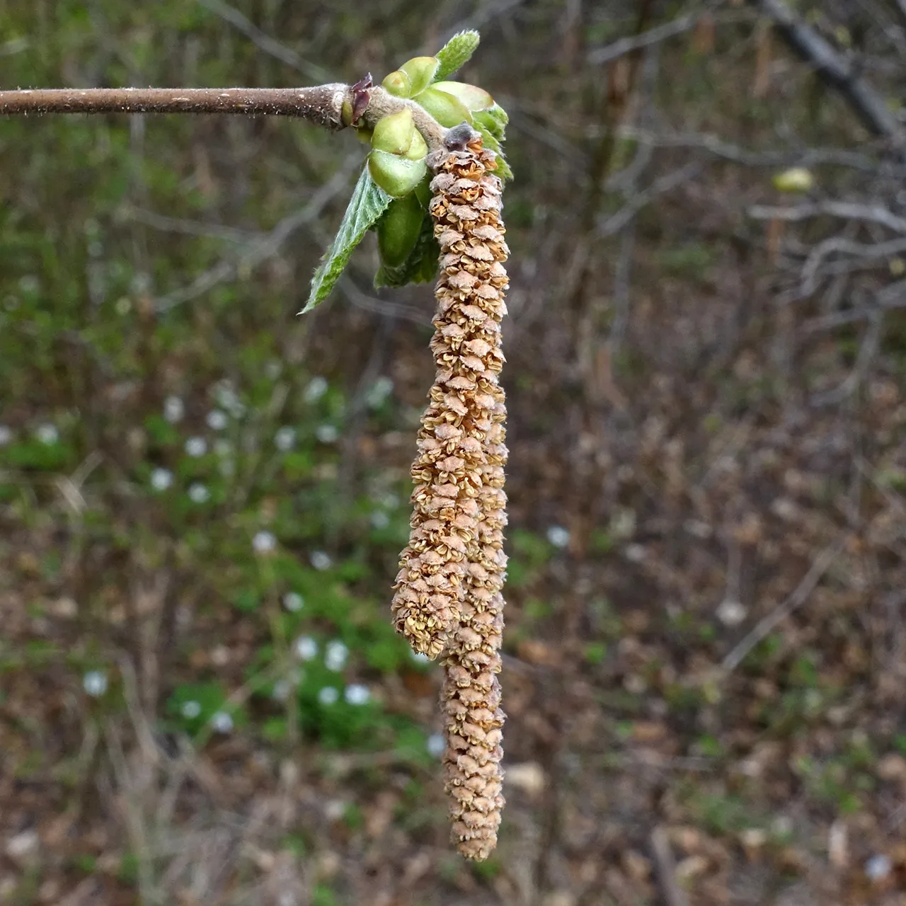 Corylus maxima