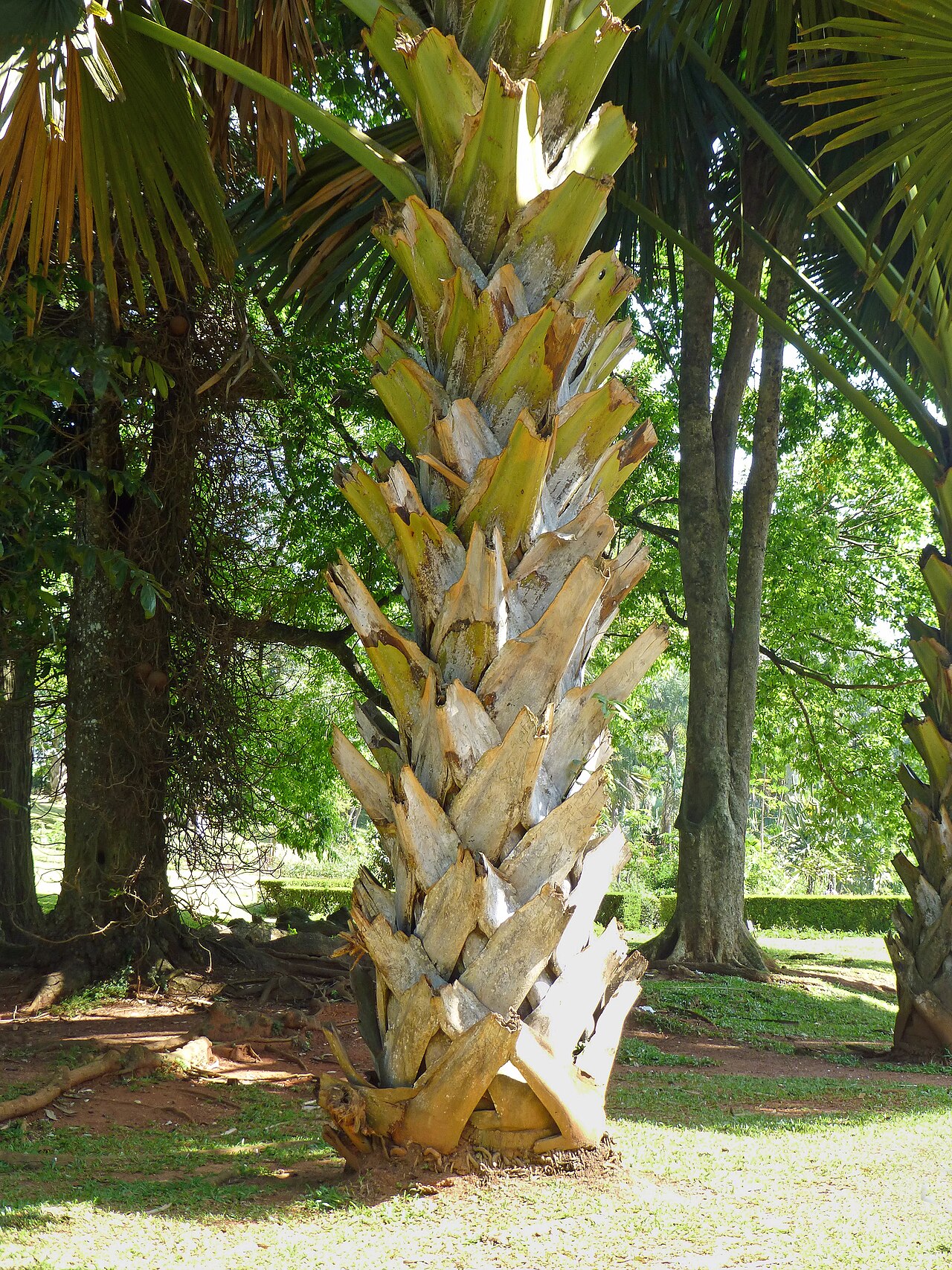 Corypha umbraculifera