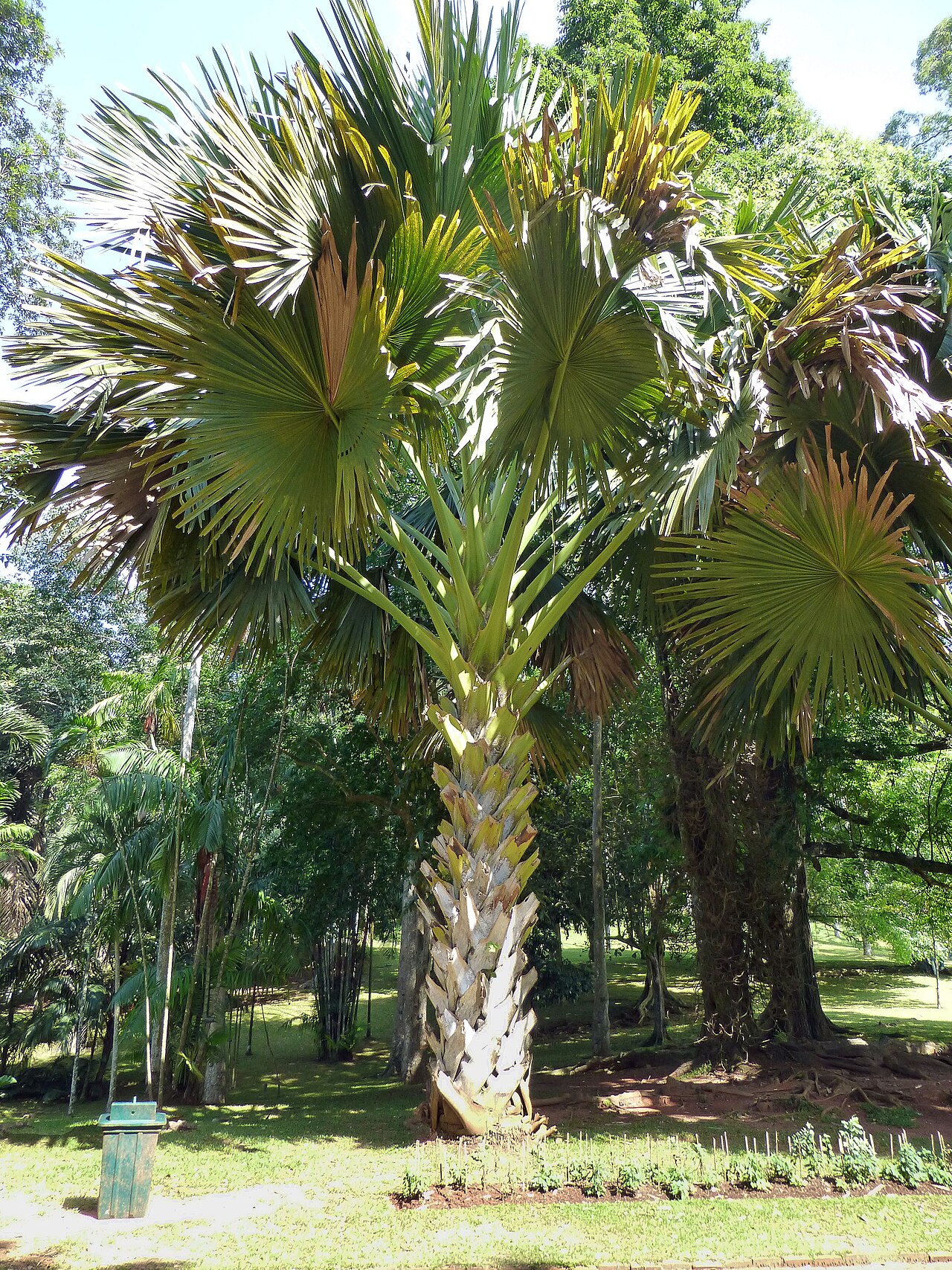 Corypha umbraculifera