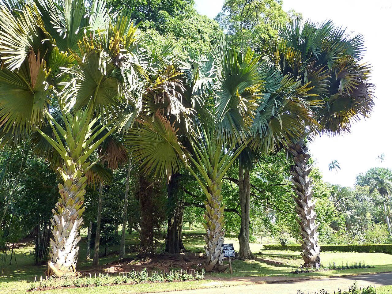 Corypha umbraculifera
