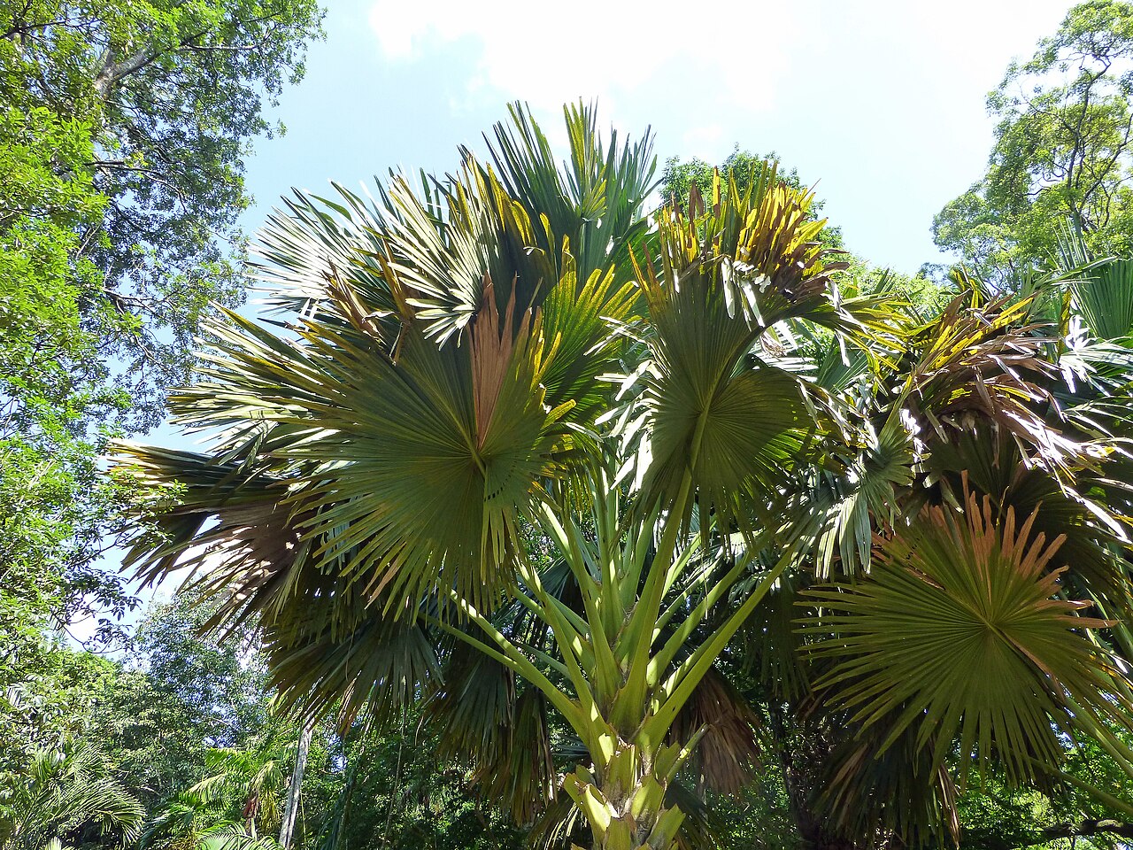 Corypha umbraculifera