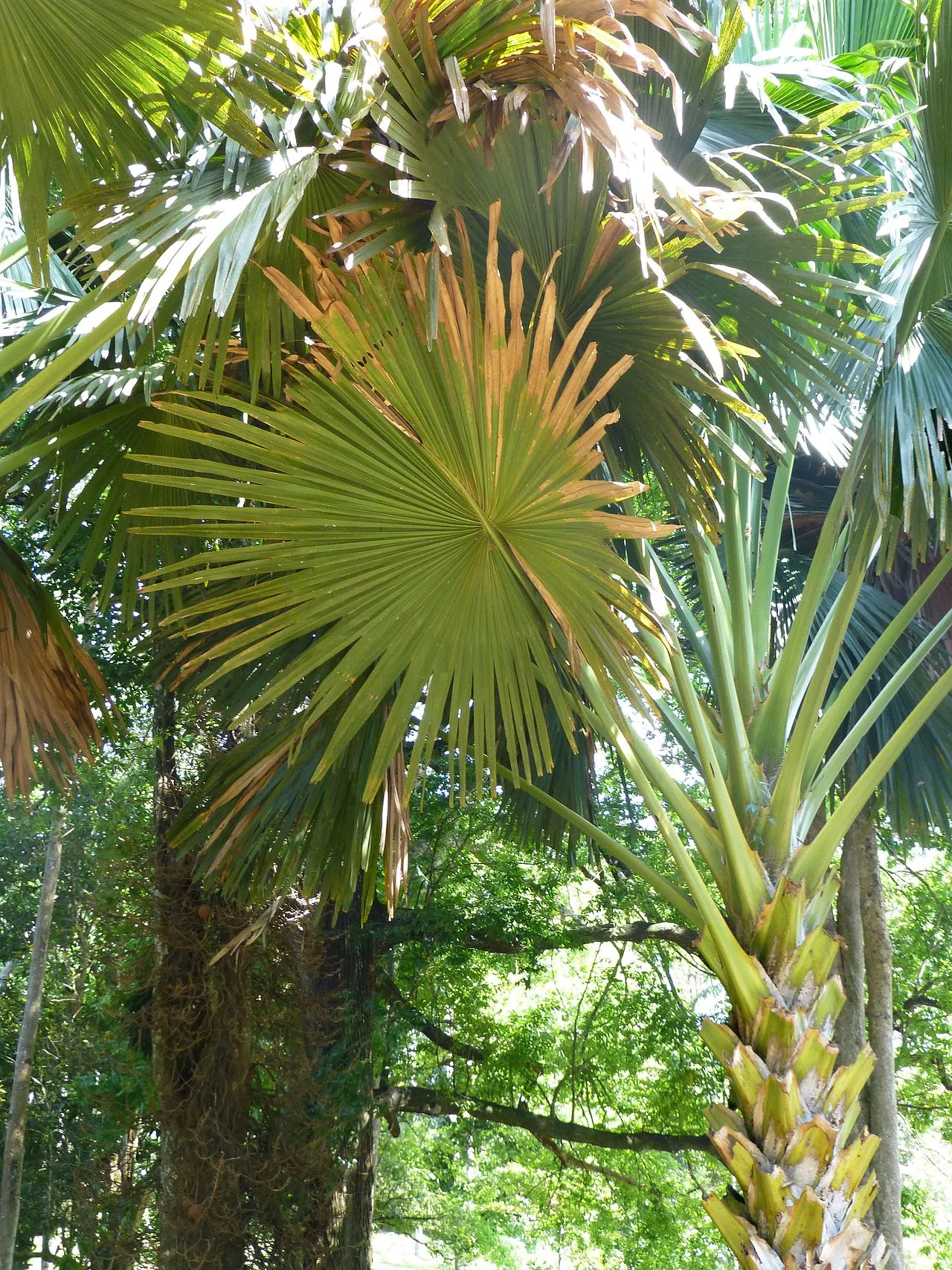 Corypha umbraculifera
