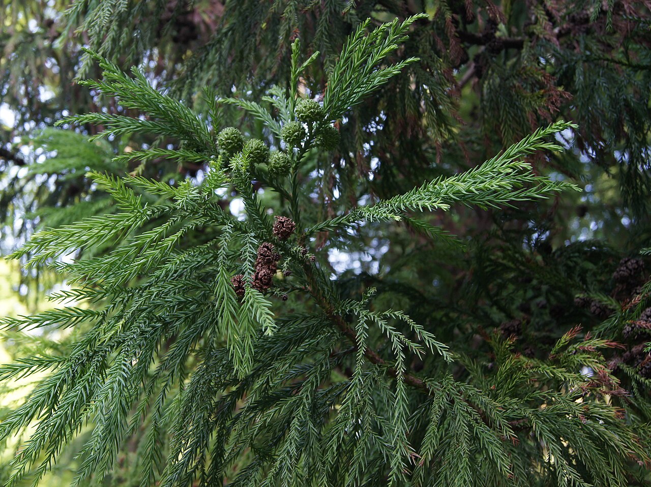 Cryptomeria