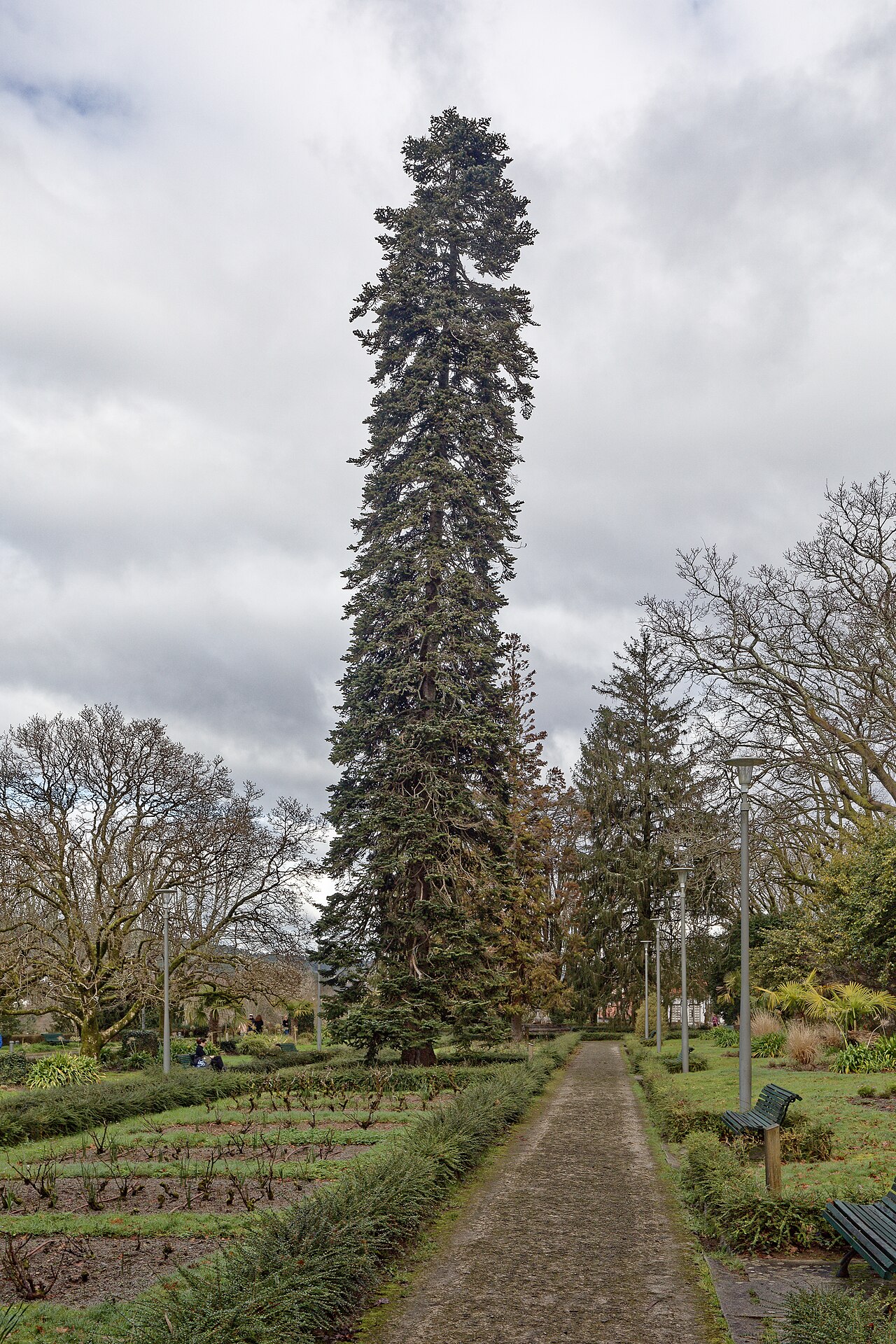 Cryptomeria